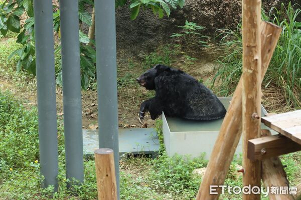 ▲▼壽山動物園黑熊瑪莉奶奶 。（圖／記者許宥孺翻攝）
