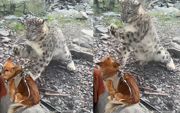 以為有大餐！動物園豹飛撲萌犬吃癟　傻傻「隔玻璃狂抓」淡定汪。（圖／翻攝自Instagram／liikathetinyfox）