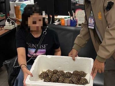 19歲台女「胸腹隆起」走私!膠帶纏滿30隻星龜 泰國機場闖關被逮