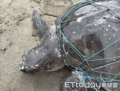 台東驚見「人形飄流物」!巡邏員秒下海...救回遭漁網纏困欖蠵龜