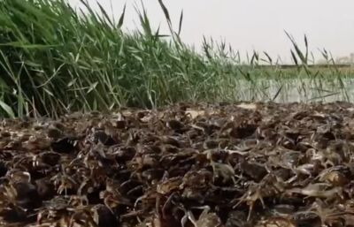 28萬隻江南河蟹「北漂」沙漠放養　喝崑崙山雪水預計8月上市