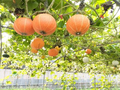全台最長南瓜隧道新北登場　30種繽紛南瓜必拍打卡熱點