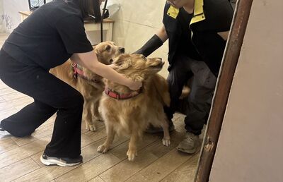 苗栗寵物餐廳爆飼主拖行、鞭打狗狗　店家臉書被網灌爆