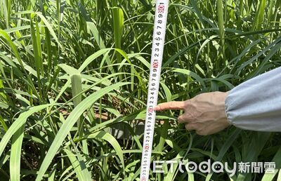 花蓮多處土地雜草叢生影響市容 環境局巡查取締...最高罰3萬
