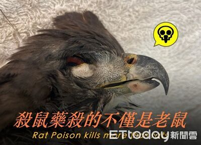 可能養出超級老鼠！民團揭「濫用鼠藥恐失敗3原因」：天敵也變少