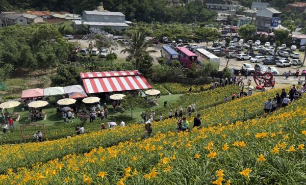 ▲金針花海闖管制區踩踏採花美拍。（圖／民眾提供）