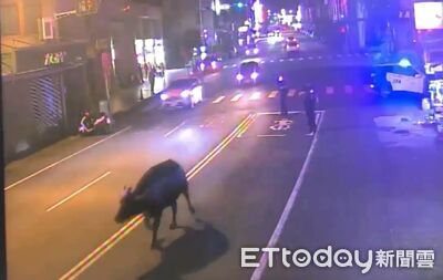 頭份街頭驚見牛隻嚇壞駕駛　警亮燈護送撤場…飼主挨罰