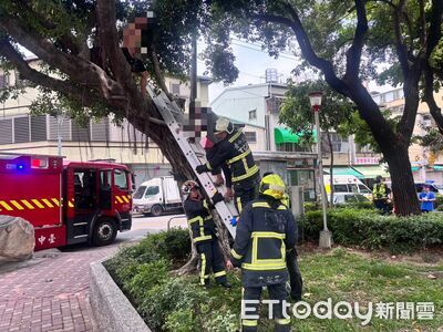 尷尬！台中2男中午爬樹暢飲啤酒　喝完腳軟不敢下來