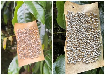 爬山驚見樹幹貼滿「白色顆粒」全場起雞皮疙瘩 內行揭用途