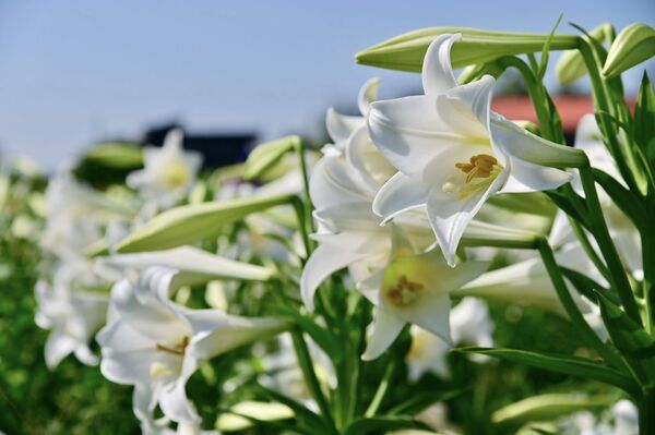 ▲白千層鐵砲百合花園每年在4月底進入花期。（圖／網友王智勇提供，請勿隨意翻拍，以免侵權）