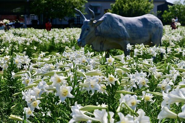 ▲白千層鐵砲百合花園每年在4月底進入花期。（圖／網友王智勇提供，請勿隨意翻拍，以免侵權）