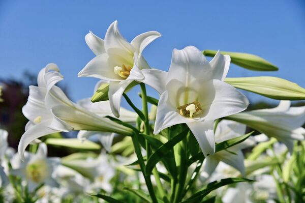 ▲白千層鐵砲百合花園每年在4月底進入花期。（圖／網友王智勇提供，請勿隨意翻拍，以免侵權）