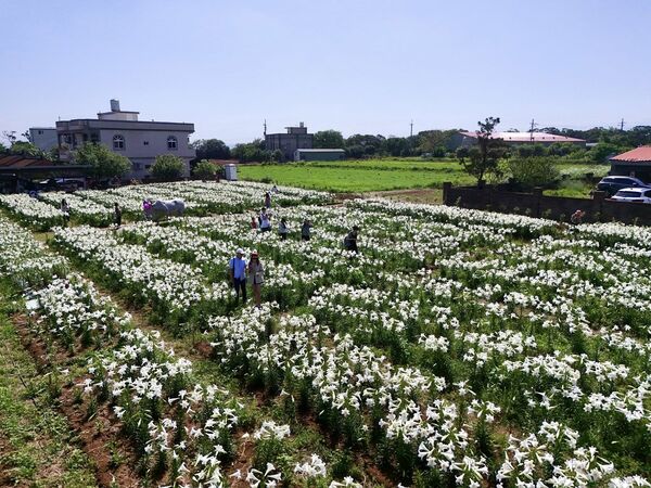 ▲白千層鐵砲百合花園每年在4月底進入花期。（圖／網友王智勇提供，請勿隨意翻拍，以免侵權）