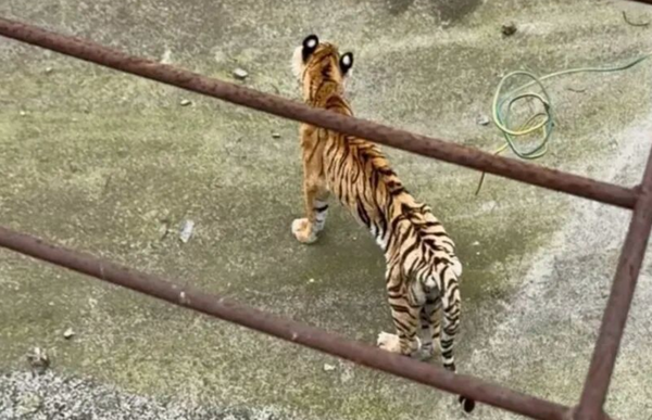 ���� ֽƬ�����Ĵ� �� ��ͼ/���� ��������