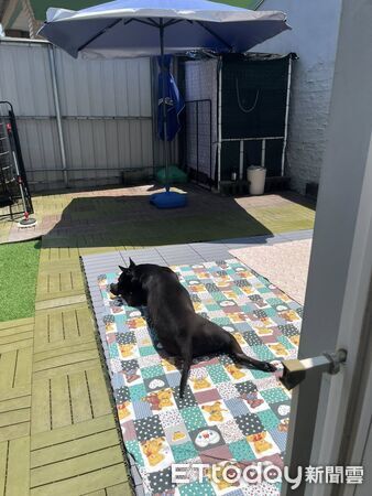 ▲。（圖／有點毛毛的／生活中有點傻有點亂《傻媽亂亂作》手作寵物零食）
