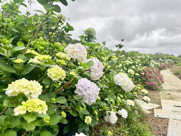 ▲高家繡球花田。（圖／翻攝自Facebook／高家繡球花田）