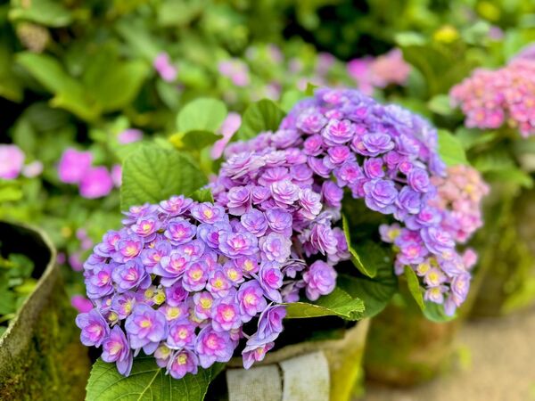 ▲高家繡球花田。（圖／翻攝自Facebook／高家繡球花田）