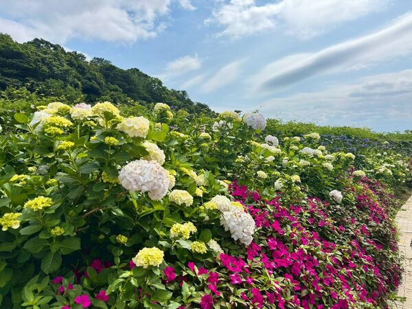▲高家繡球花田。（圖／翻攝自Facebook／高家繡球花田）