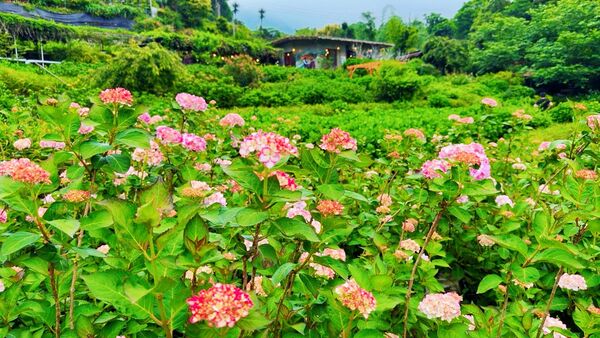 ▲曹家花田香粉色繡球花-未來花開五成左右。（圖／翻攝自Facebook／曹家花田香）