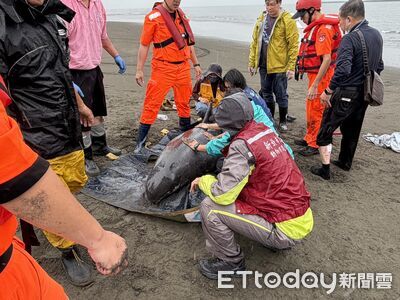 淡江大橋下驚傳「4小虎鯨擱淺」　海巡與動保人員冒雨搶救安置