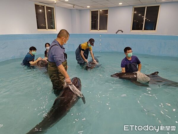 ▲▼ 八里 4 隻小虎鯨集體擱淺驚現「孕媽咪」 專業團隊守護22小時後重返大海 。（圖／記者郭世賢翻攝）