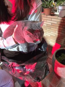 苗栗透天厝火警暗夜狂竄火煙 消防員急衝現場...救出6人1貓