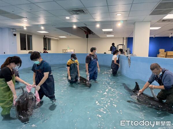 ▲。（圖／新北市動物保護防疫處提供）