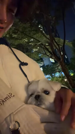 ▲▼愛犬確診肺水腫、心臟病　SJ利特暴瘦痛喊：就像人被泡在水裡呼吸。（圖／翻攝自利特IG、YouTube）
