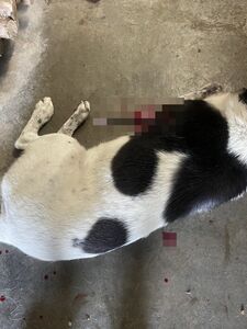 恐怖畫面曝!苗栗驚見弓箭殺狗 2浪犬遭殘忍射殺1死1命危
