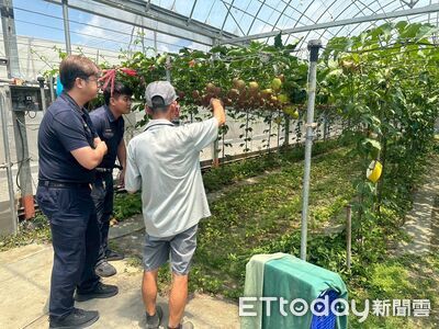 百香果飆天價！屏東九如藍星果每公斤衝350　一顆要價近50元