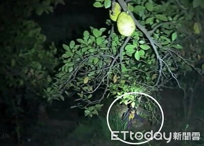老婦務農失蹤！新化警摸黑搜山　靠微弱呼救聲救回81歲嬤