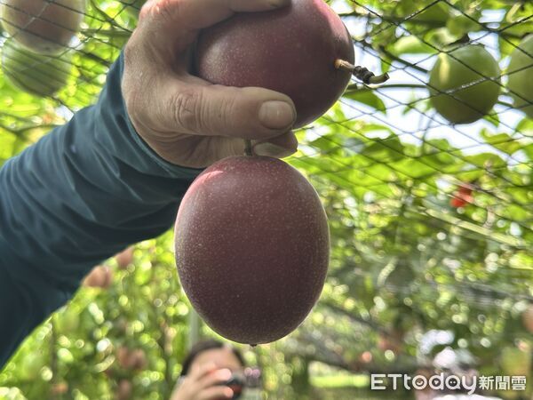 ▲▼家樂福契作高雄美濃的履歷百香果。（圖／記者林育綾攝）