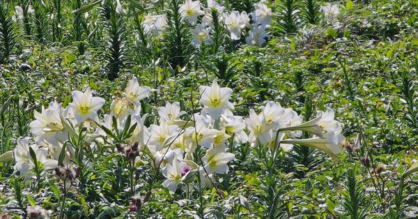 ▲和平島地質公園適逢百合盛開，並於5月9日至5月10日推出「準媽媽」免費入園優惠。（圖／和平島地質公園提供）
