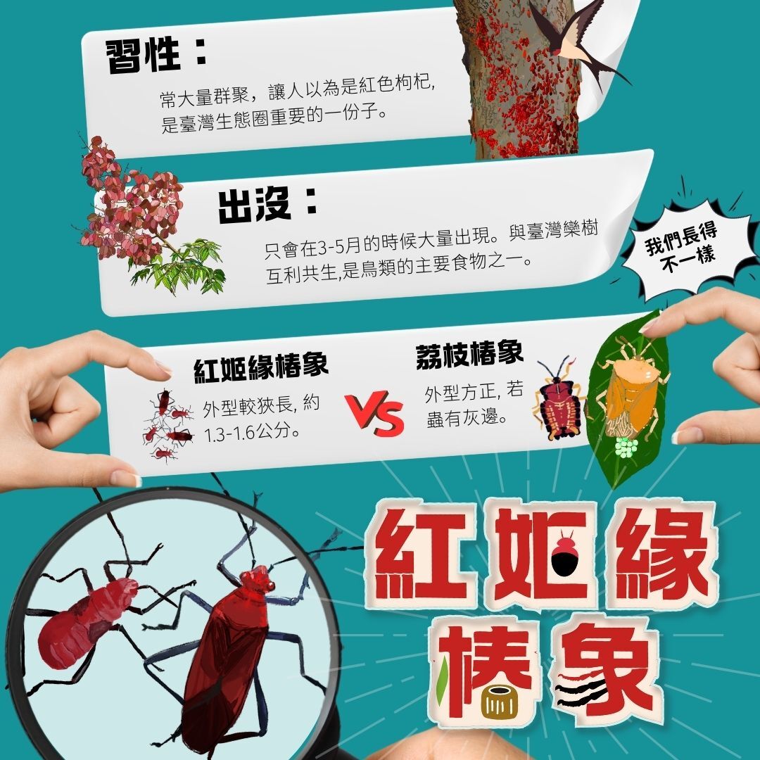 ▲▼蘆洲紅蟲大軍吸樹汁。（圖／新北農業局）