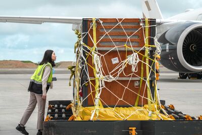 星宇航空運送馬來貘　與萬泰物流、動物園三方通力完成關鍵任務