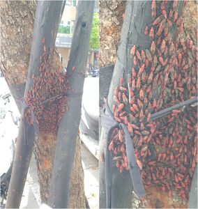 慎入！蘆洲「蟲蟲大軍」爬樹紅一片居民怕噴毒　農業局急發文