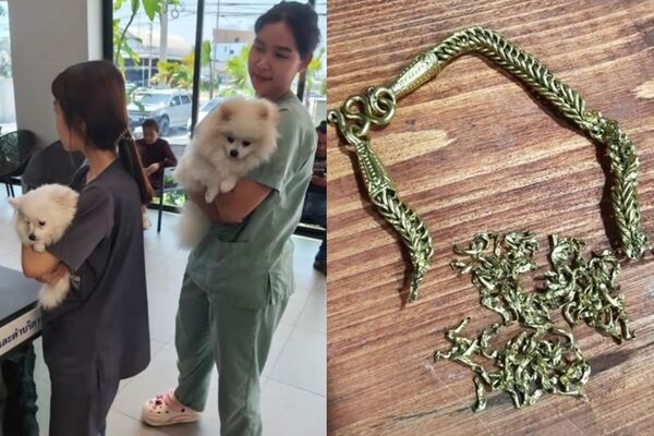 真金不怕狗咬？2隻博美趁飼主熟睡啃食「21萬金項鍊」　滿嘴金光害她尖叫傻眼