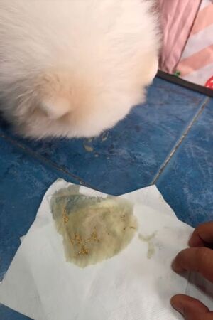 真金不怕狗咬？2隻博美趁飼主熟睡啃食「21萬金項鍊」　滿嘴金光害她尖叫傻眼