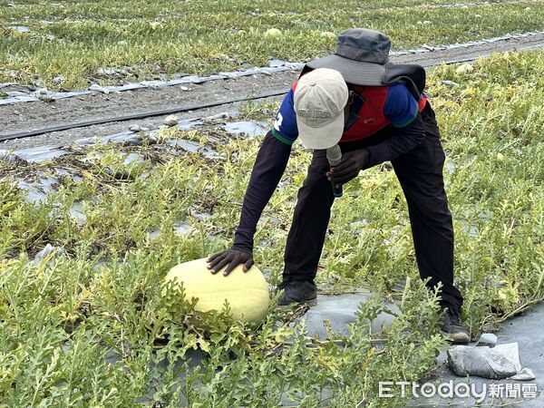 ▲▼花蓮玉里黑女婿西瓜，與家樂福合作多年。（圖／記者林育綾攝）