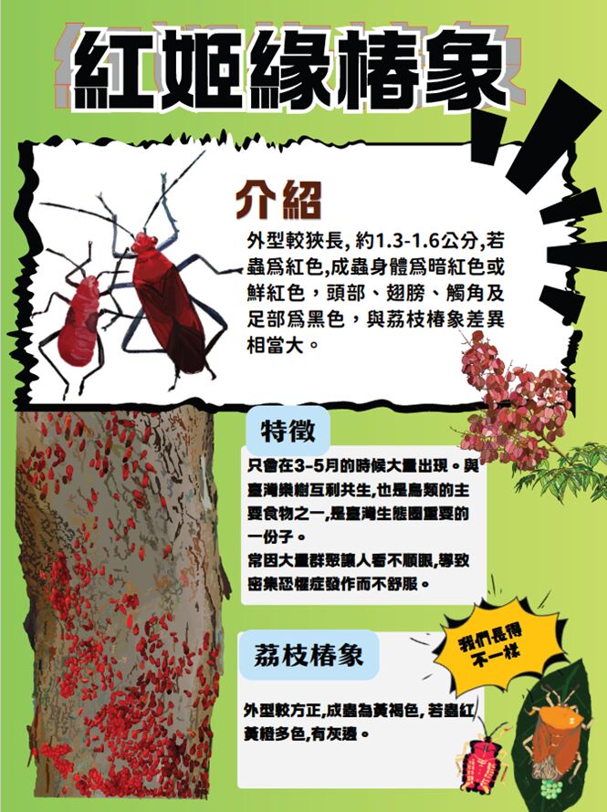 ▲春季欒樹現「紅」潮免驚慌 新北教辨識紅姬緣椿象。（圖／新北市農業局提供）