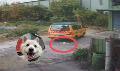 狐狸犬被娃娃車撞死「前後輪輾過」飼主崩潰　園長：牠自己鑽車底