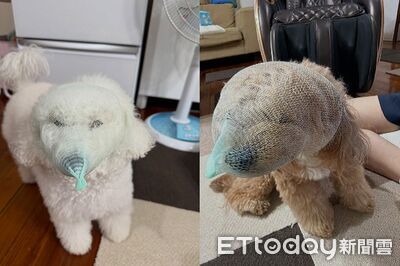 二汪扮「面紗犬」防偷吃！　臉擠變形秒變最萌搶劫犯