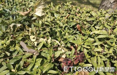 欒樹下驚見「血紅大軍」群聚 專家揭曉身分:是本土荔枝椿象