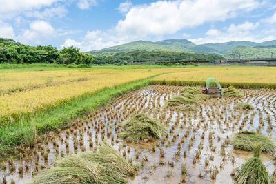 響應世界候鳥日!新北推生態友善田園 打造候鳥安心棲地