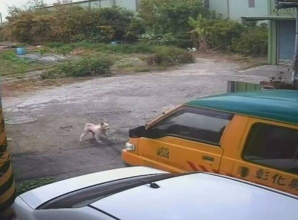 ▲愛犬遭娃娃車輾過，傷重不治。（圖／陳小姐提供）