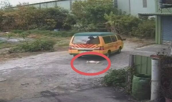 ▲愛犬遭娃娃車輾過，傷重不治。（圖／陳小姐提供）