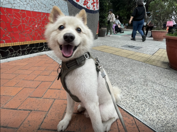 ▲愛犬遭娃娃車輾過，傷重不治。（圖／陳小姐提供）