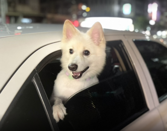 ▲愛犬遭娃娃車輾過，傷重不治。（圖／陳小姐提供）