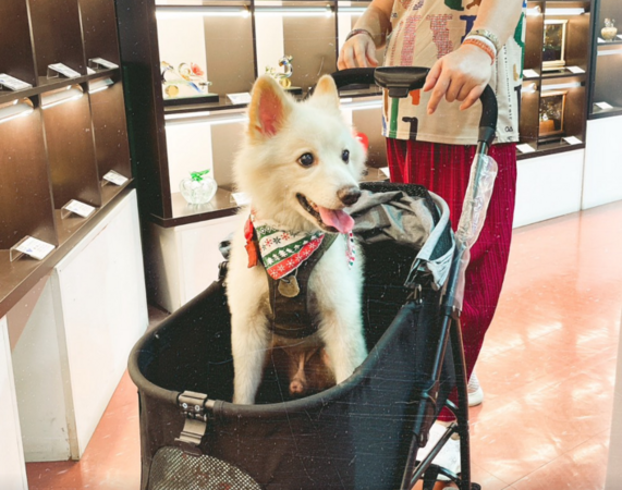 ▲愛犬遭娃娃車輾過，傷重不治。（圖／陳小姐提供）