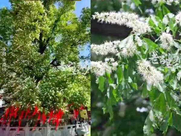 ▲▼ 江蘇五彩雲、河南洛陽千年菩提樹開花            。（圖／翻攝 紫牛新聞、大象新聞）